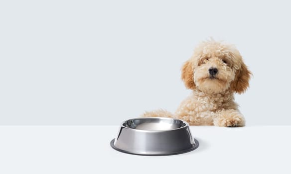 Confident cute Poodle showing an empty bowl, pet food concept