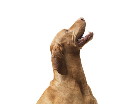 Studio shot of dog hungarian Vizsla isolated on white background