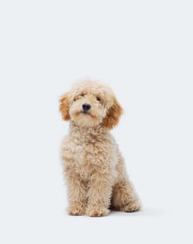 Portrait of a cute apricot Poodle sitting and looking at camera, isolated on white background