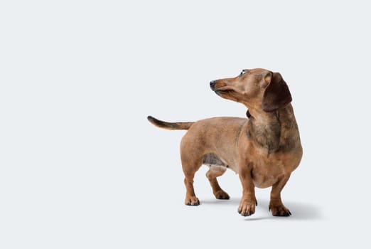 Portrait of a lovely dog looking backwards, blank copy space