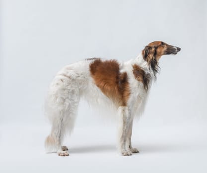 Portrait of a beautiful Russian Borzoi, side view, isolated on white background