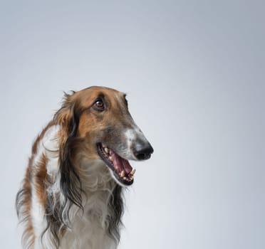 Portrait of a happy healthy Borzoi with mouth open, dog breeds concept