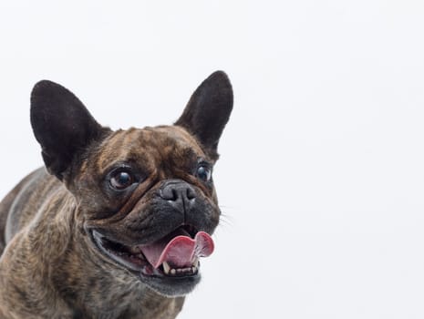 Close-up portrait of a happy French Bulldog, isolated on white background, copy space