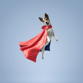 Cute superhero dog wearing a cape and flying, Jack Russell Terrier dog breed, copy space