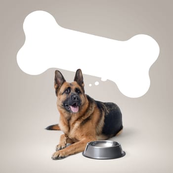 Big hungry dog and empty bowl, bone shaped speech bubble, German Sheperd dog breed