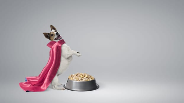 Cheerful superhero dog wearing a cloak and having a meal, healthy nutrient pet food concept, copy space