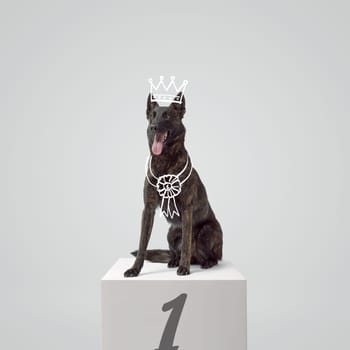 Happy beautiful winner dog on the podium with hand drawn crown and ribbon prize, copy space