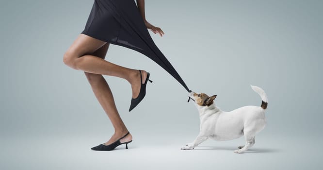 Playful small dog biting and pulling a beautiful elegant woman's dress, copy space
