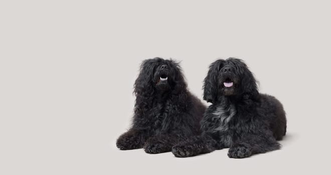 Cute Portuguese Water Dogs lying down and posing together, isolated on white background