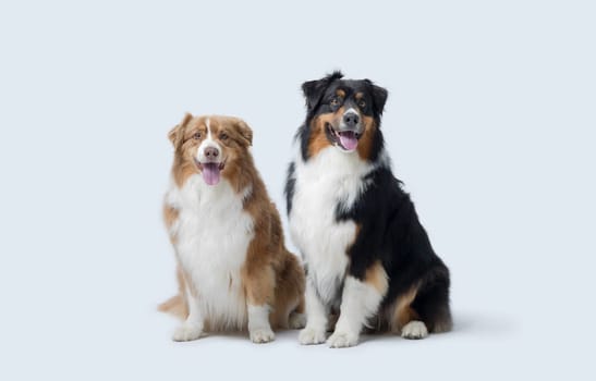 Two happy dogs posing together and looking at camera, Australian Sheperd breed