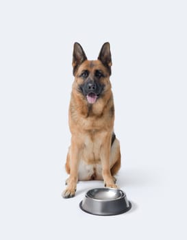 Disappointed hungry dog waiting next to an empty bowl, pet food concept