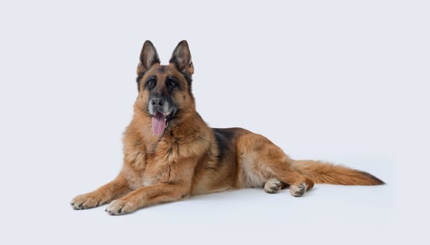 Senior female German Sheperd lying down, dog breeds and pet care concept, isolated on white background