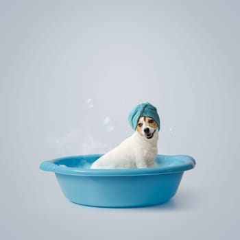 Happy small dog bathing in a plastic basin, pet care and hygiene concept, Jack Russell Terrier dog breed, copy space