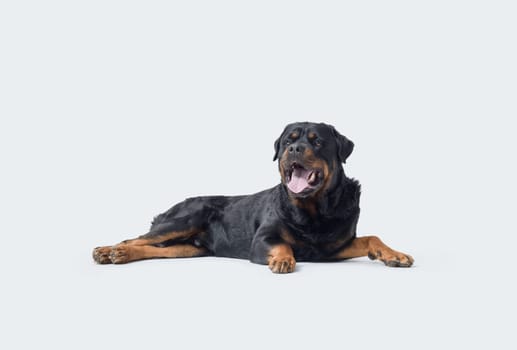 Beautiful muscular dog lying down and relaxing, Rottweiler dog breed, isolated on white background