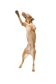 Studio shot of dog hungarian Vizsla jumping isolated on white background