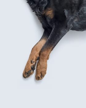 Rottweiler legs and paws close up, isolated on white background