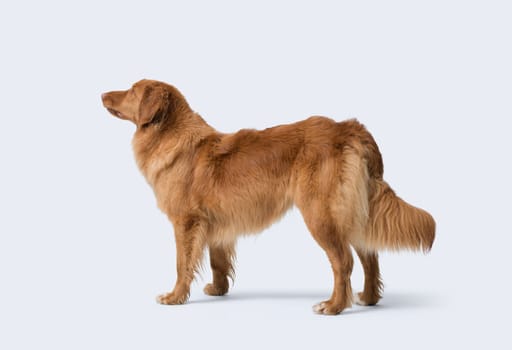 Nova Scotia Duck Tolling Retriever looking away, side view portrait, dog breeds and pet care concept