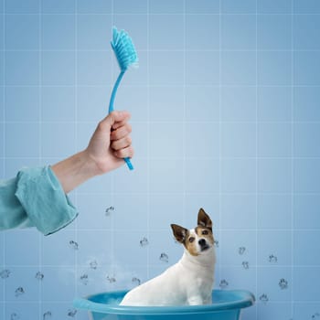 Pet owner washing the dog with a dish brush, pet care and hygiene concept, copy space