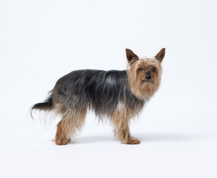 Portrait of a senior female Yorkshire Terrier side view, isolated on white background, dog breeds and pet care concept