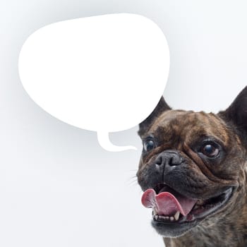 Funny dog talking and blank speech balloon, domestic animals talking concept, French Bulldog dog breed