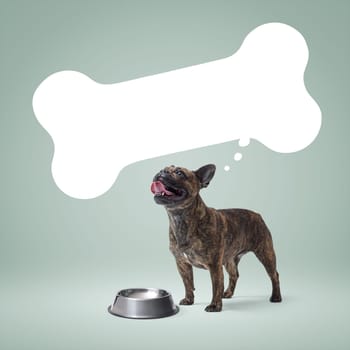 Happy hungry French Bulldog standing next to an empty bowl and bone shaped speech balloon