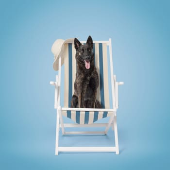 Happy lovely dog on a deckchair: take your dog on vacation at the beach
