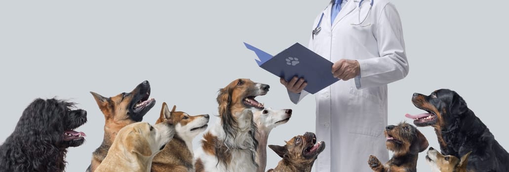Professional veterinarian surrounded by dogs waiting for a consultation, he is checking medical records