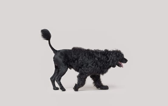 Portrait of a beautiful black Cao de Agua walking, profile view, dog breeds concept