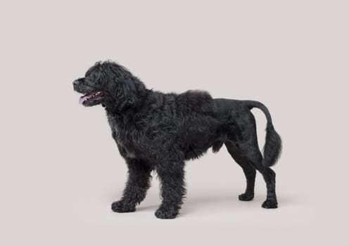 Portrait of a beautiful black Cao de Agua standing, profile view, dog breeds concept