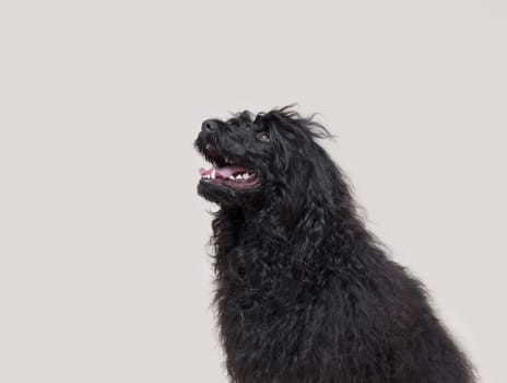 Cute black long hair dog portrait, Cao de Agua dog breed, copy space
