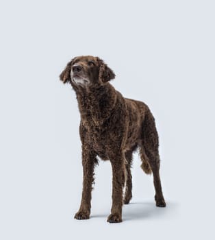 Beautiful large dog posing on white background, Curly-coated Retriever dog breed