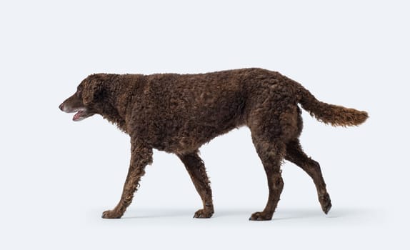 Curly-Coated Retriever walking profile view, dog breeds concept, isolated on white background