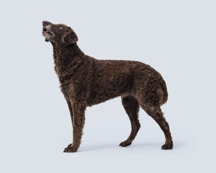 Curly-Coated Retriever standing profile view, dog breeds concept, isolated on white background