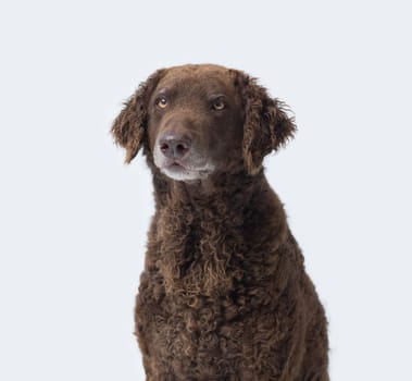 Portrait of a happy Curly-Coated Retriever dog, isolated on white background