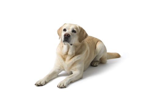 Portrait of Labrador Retriever lying on white background