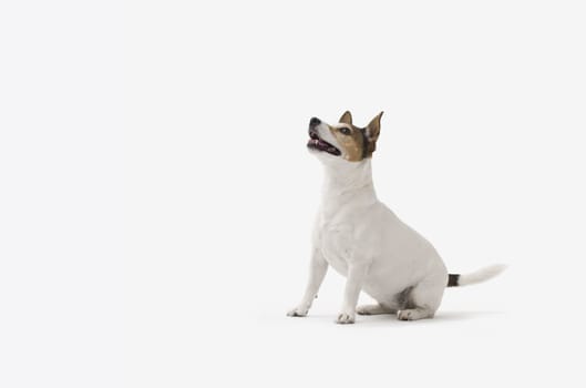 Cute small dog Jack Russell terrier sitting on white background
