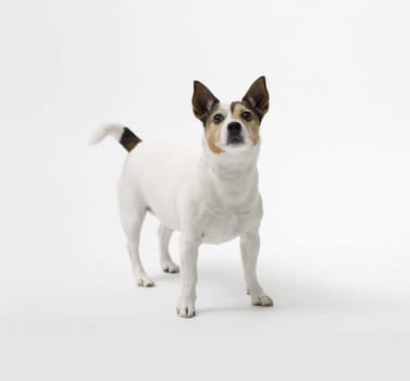 Cute small dog Jack Russell terrier looking at camera on white background