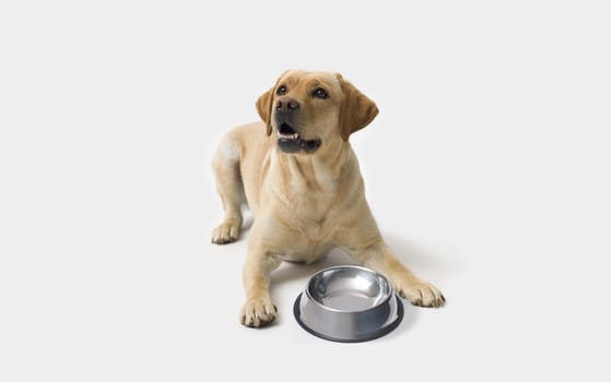 Sad Labrador Retriever dog next to a empty bowl on white background