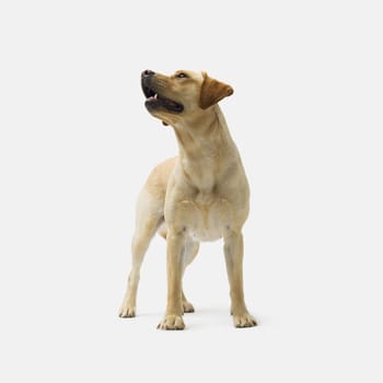 Portrait of Labrador Retriever standing on white background