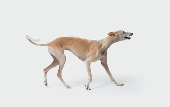Portrait of a Galgo, Spanish Greyhound dog breed, isolated on white background