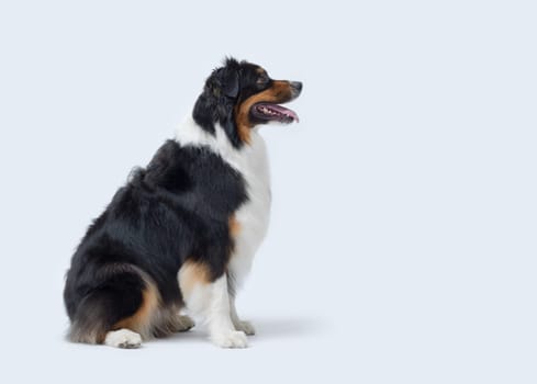 Cute happy dog sitting and posing on white background, Australian Sheperd dog breed
