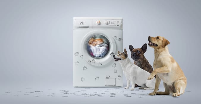 Dirty washing machine covered with paw prints and naughty dogs sitting