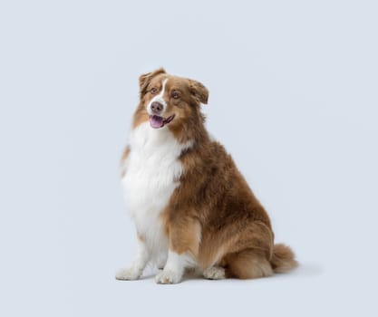 Cute happy Australian Sheperd sitting and posing on white background, dog breeds concept