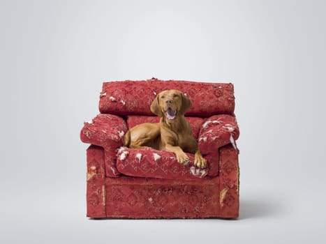 Happy Hungarian Pointer lying on a ripped armchair and relaxing, pet lifestyle concept