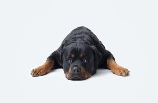 Cute lazy Rottweiler lying down and looking at camera, pet care concept