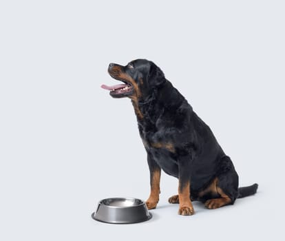Hungry Rottweiler sitting next to an empty food bowl, pet care concept