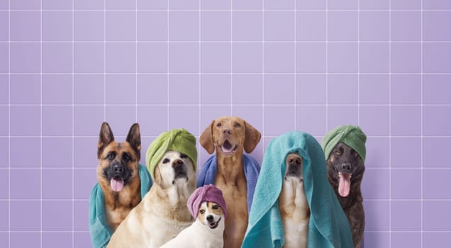 Group of various breeds of dogs having a bath together, dog grooming and hygiene concept, copy space