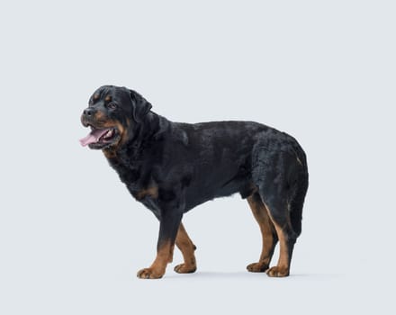 Beautiful healthy Rottweiler standing and looking away, side view, dog breeds concept