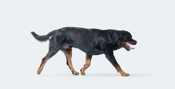 Beautiful dog walking, side view, Rottweiler dog breed