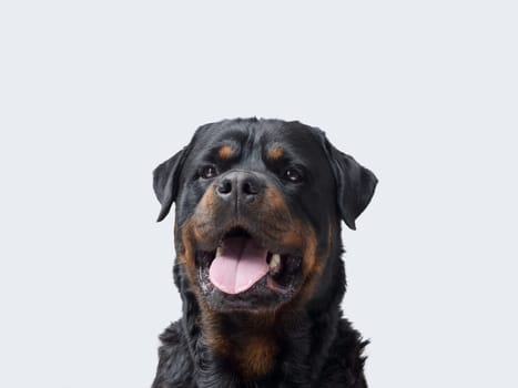 Happy Rottweiler smiling at camera headshot, isolated on white background